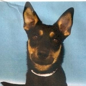 Meet your Posher, Anne